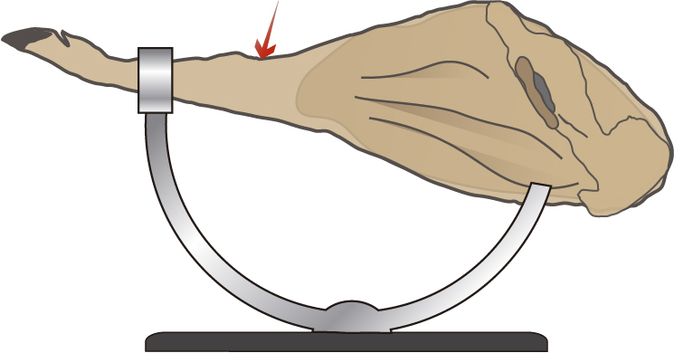 primera incisión bajo el corvejon